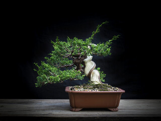 Japanese bonsai juniper twist trunk 
