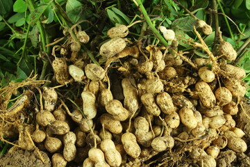 fresh peanut on plant with roots,fresh harvest