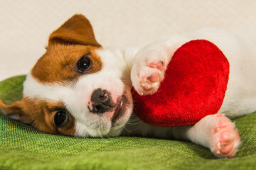 Jack Russell Terrier dog puppy with red heart