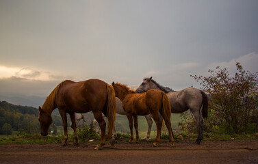 Fototapeta na wymiar beautiful horses in the field