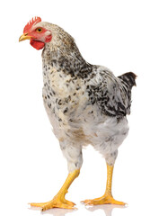 one gray rooster isolated on white background, studio shoot