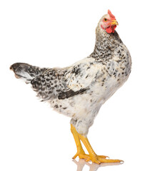 one gray rooster isolated on white background, studio shoot