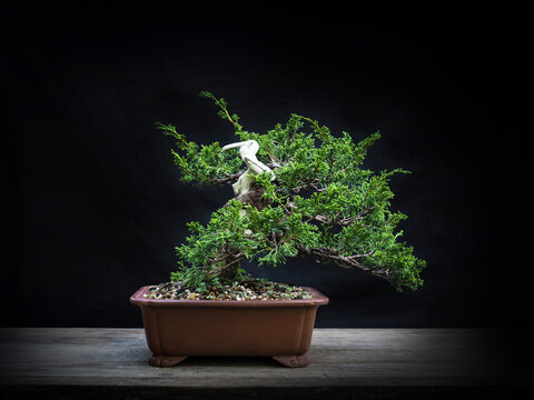 Japanese bonsai twist trunk on table