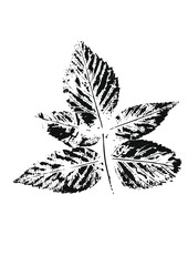 printed raspberry leaf
