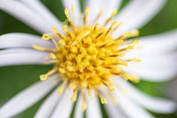 Closeup on the stampers on a yellow and white flower