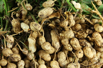 fresh peanut on plant with roots,fresh harvest