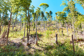 View of the felled forest illuminated by the morning sun. View from below, on the slope