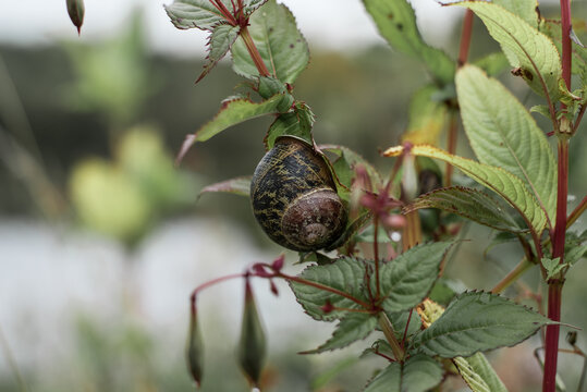 Snail in natural habitat. Central France.