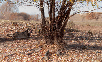 Autumn arid landscape with a licking husky under a willow.  Selective focus.