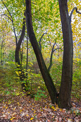 Autumn leaves and trees foliage in Kosutnjak park in Belgrade, the capital of Serbia
