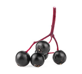 Small branch of fresh black elderberry fruit isolated on a white background, front view. Sambucus. Black elder. European elder.