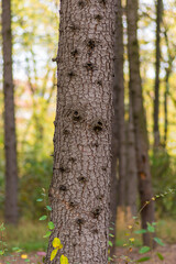 Autumn leaves and trees foliage in Kosutnjak park in Belgrade, the capital of Serbia