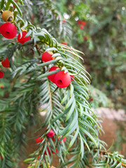 English yew (in german Europäische Eibe) Taxus baccata