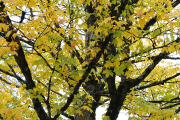 Fall Nature