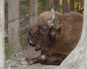 European bison (Bison bonasus), also known as the wisent. Muzzle of an animal at close range. Bull...