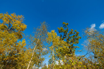 Fototapeta na wymiar Beautiful view of over autumn colorful tree tops on blue sky background. Gorgeous nature background.