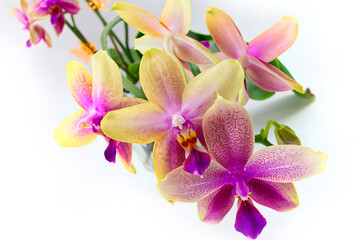 Liodoro hybrid orchid flowers