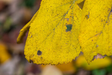 Autumn leaves and trees foliage in Kosutnjak park in Belgrade, the capital of Serbia