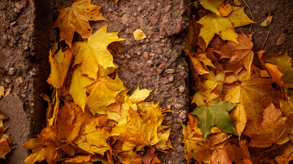 Fallen maple leaves on the old concrete stairs. Brigh autumn maple leaves on old concrete stairs close-ap. High quality photo