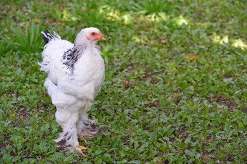 a white chicken runs across a green meadow