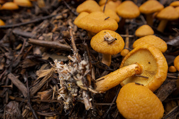 Group of Cortinarius orellanoides in the forest. Closeup view