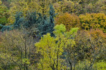 Autumn leaves and trees foliage in Kosutnjak park in Belgrade, the capital of Serbia
