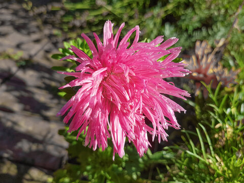 China aster (in german Sommeraster or Gartenaster) Callistephus chinensis