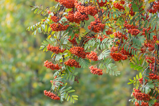 Bright clusters of ripe mountain ash hang from the tree.