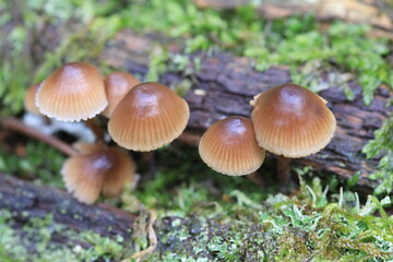Gruppe kleiner brauner Pilze, glänzend auf einem Baumstamm