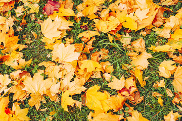 autumn background of orange maple leaves in the Park