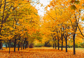 bright autumn Park with maple trees