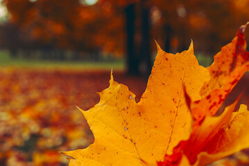 autumn background of orange maple leaves in the Park