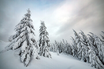 Moody winter landscape of spruce forest cowered with deep snow in white cold frozen mountains.