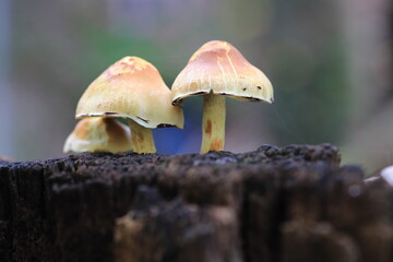 3 kleine gelbe Pilze auf einem Holz im Herbst