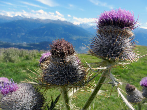 chardons dans les Alpes
