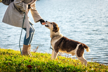 Woman giving pet food to her dog outdoors