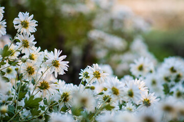 white chrysanthemums on a natural background. Floral greeting card. Selective focus.