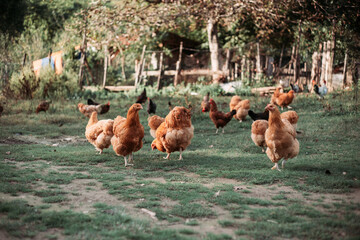 Free range chicken farming in Eastern Serbia