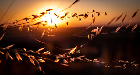 Wheat ears in sunset with the sun in the background
