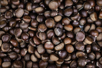 Castanea sativa chestnut brown fruit close-up, backdrop banner background. Edible chestnut tree nut