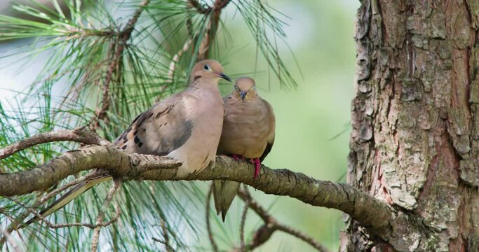 Mourning dove pair sitting in pine tree, preening each other.