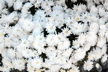 White Сhrysanthemum flowers golden daisy green texture background structure
