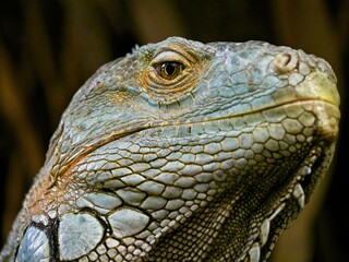 Green iguana (Iguana Iguana) making eye contact with camera, close-up
