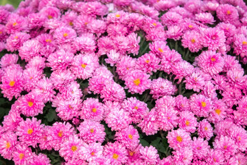 Pink Сhrysanthemum flowers golden daisy green texture background structure