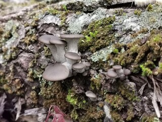 Fototapeta premium Austernseitlinge an einem Todholzstamm, Winterpilz im Oktober im Pappelwald, Austern-seitling, Austernpilz, hochwertiger Speisepilz