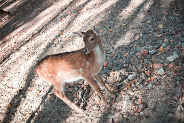 Spotted deer bambi country scene nature background