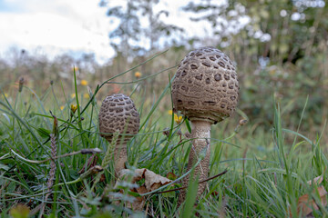Pilze auf einer Wiese die noch nicht ganz ausgewachsen sind
