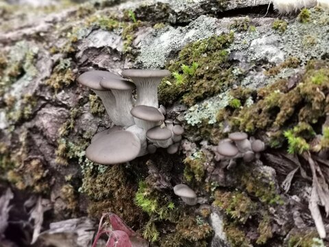 Austernseitlinge an einem Todholzstamm, Winterpilz im Oktober im Pappelwald, Austern-seitling, Austernpilz, hochwertiger Speisepilz