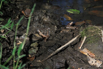 frog