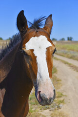 Portrait of a foal on the background of the steppe and country road. Trees on the horizon.